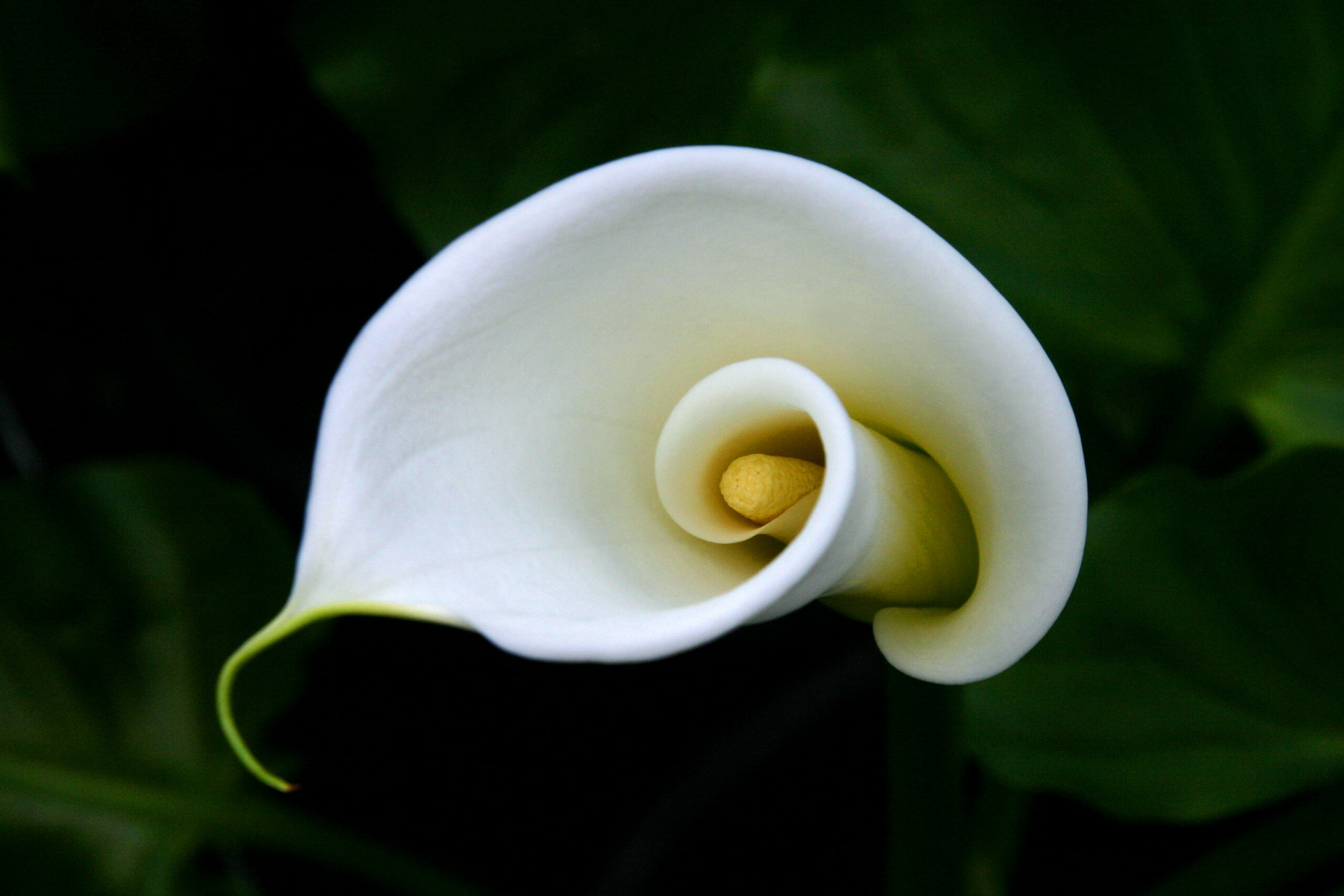 Premium flowers